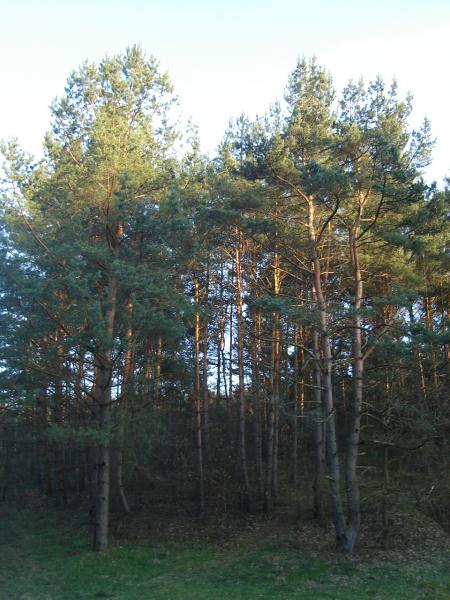 2_1175197304.jpg